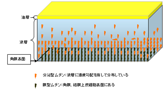 涙の構造